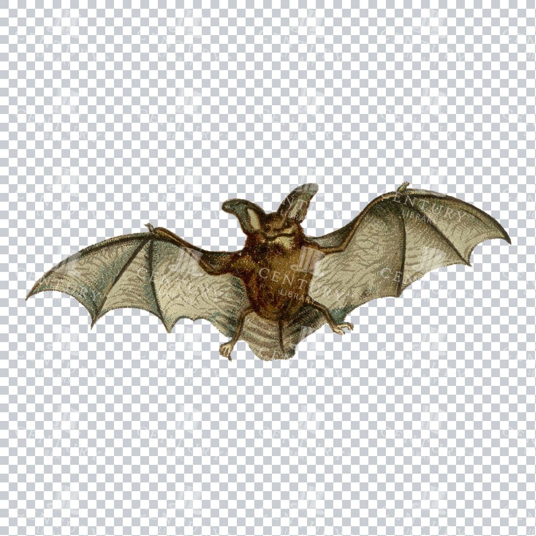 Vintage Color PNG Illustration - Bat No.1