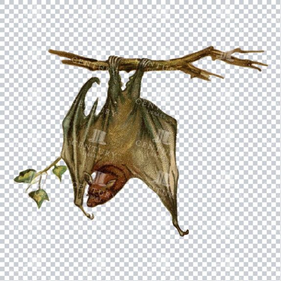 Vintage Color PNG Illustration - Bat No.2
