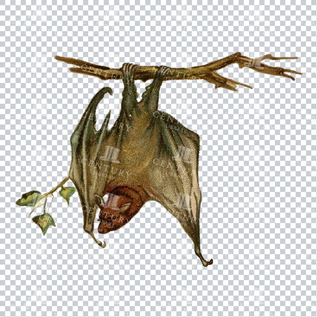 Vintage Color PNG Illustration - Bat No.2