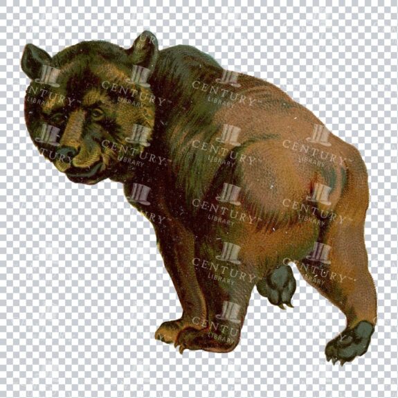 Vintage Color Illustration of a Brown Bear