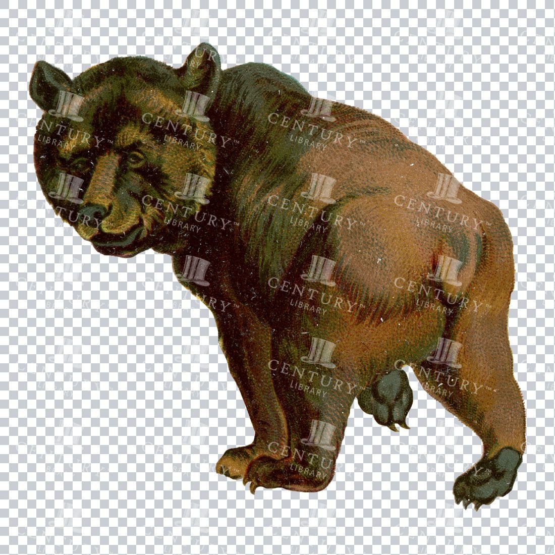 Vintage Color Illustration of a Brown Bear