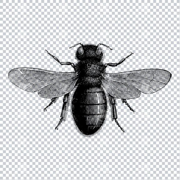 Line Art PNG Illustration - Bee No.1