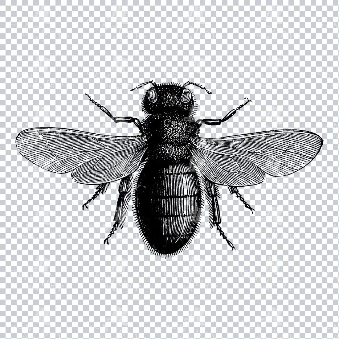 Line Art PNG Illustration - Bee No.1