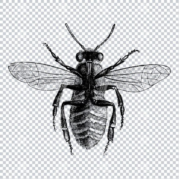 Line Art PNG Illustration - Bee No.2