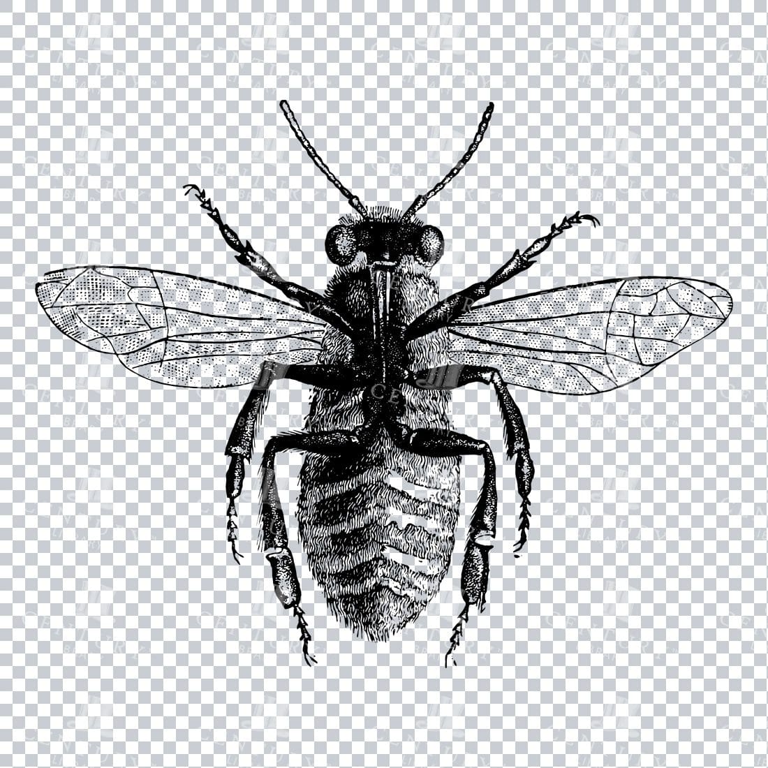 Line Art PNG Illustration - Bee No.2