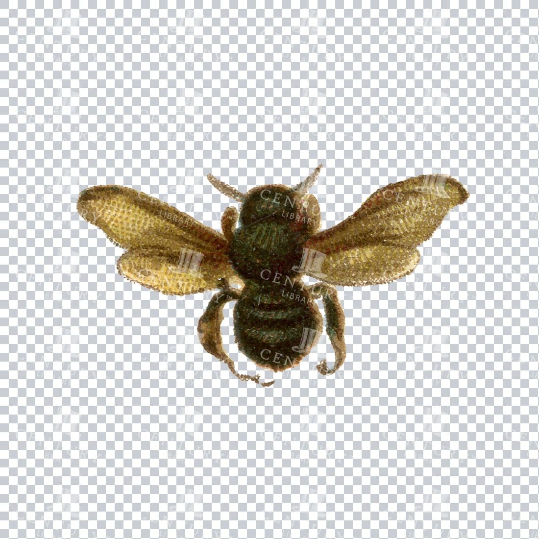 Vintage Color PNG Illustration - Bee No.1