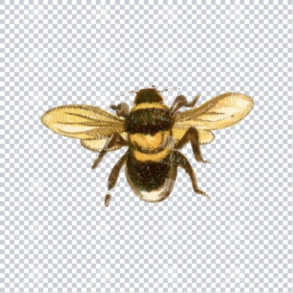 Vintage Color PNG Illustration - Bee No.2