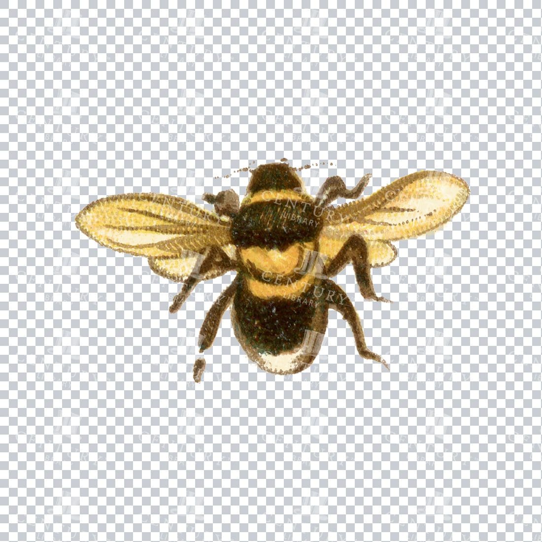 Vintage Color PNG Illustration - Bee No.2