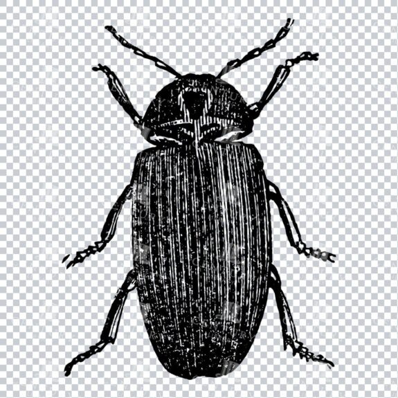 Vintage PNG Artwork - Beetle Insect No.1