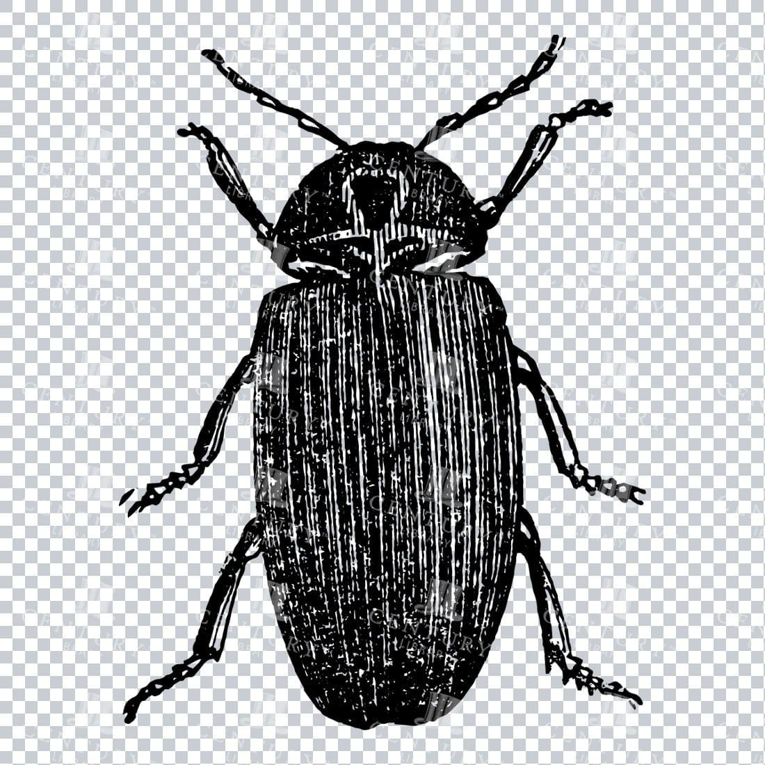 Vintage PNG Artwork - Beetle Insect No.1