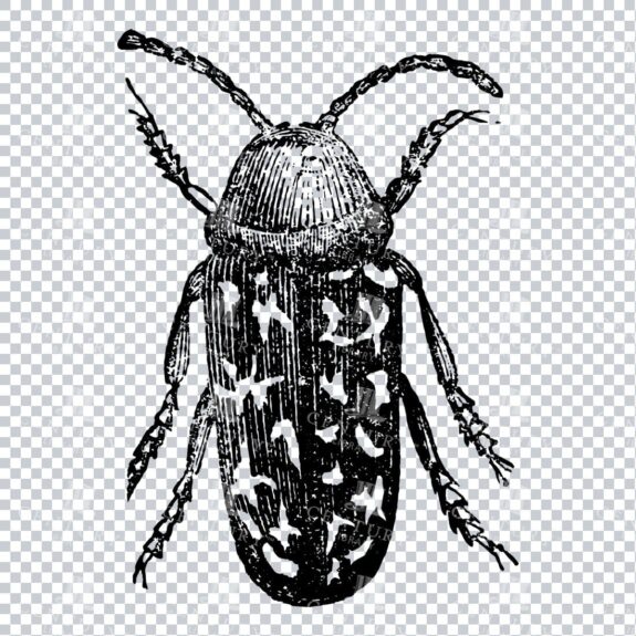 Vintage PNG Artwork - Beetle Insect No.2