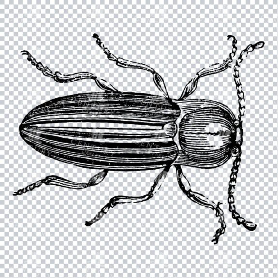 Vintage PNG Artwork - Beetle Insect No.3