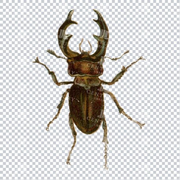 Vintage PNG Artwork - Beetle Insect No.4