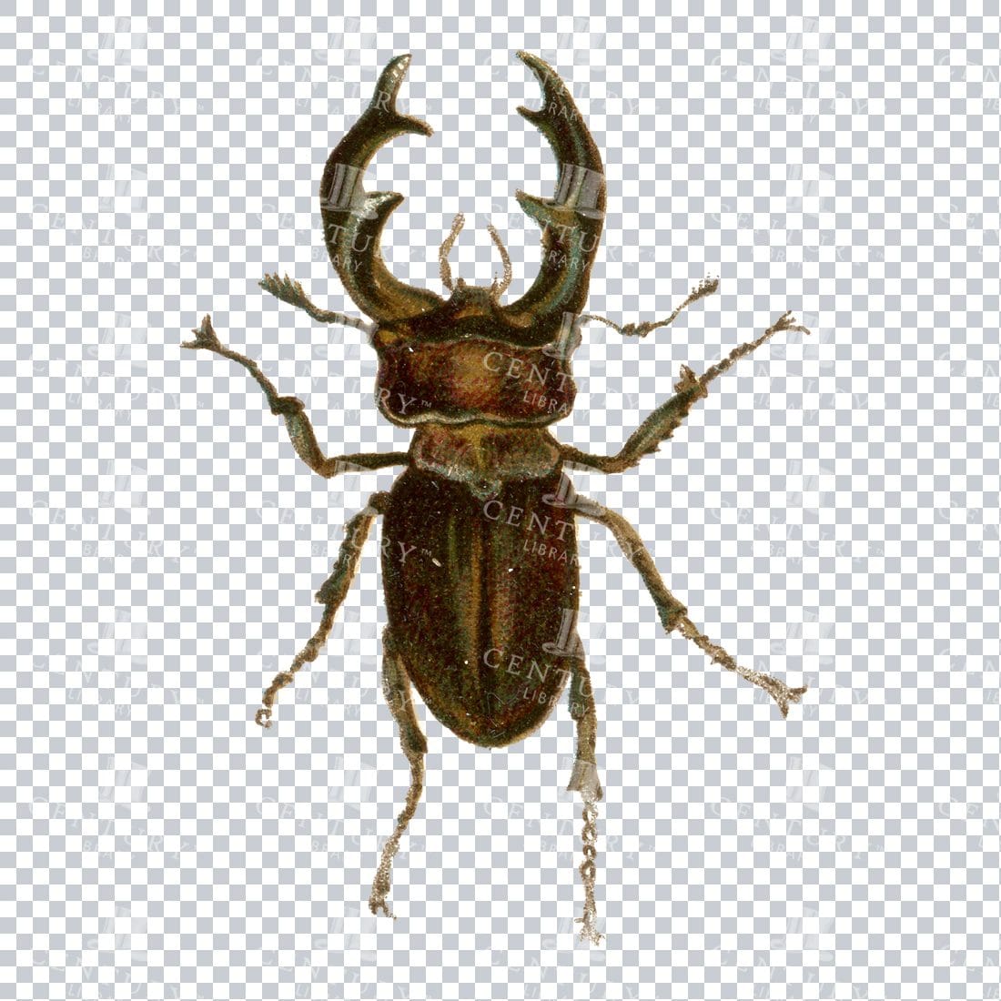 Vintage PNG Artwork - Beetle Insect No.4