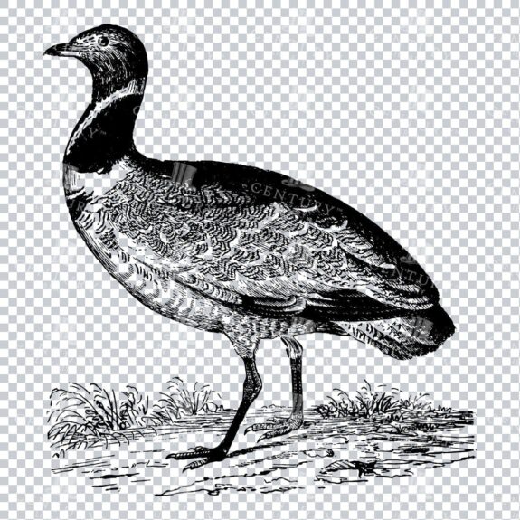 Vintage Hand Drawn PNG Illustration - Bird No.1