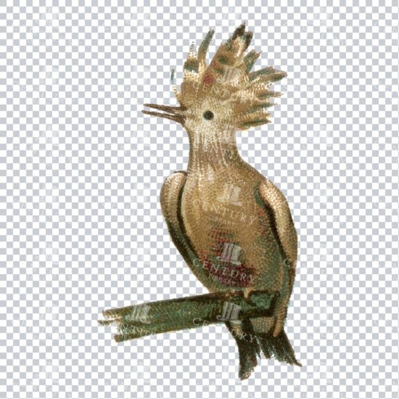 Vintage Hand Drawn PNG Illustration - Bird No.3