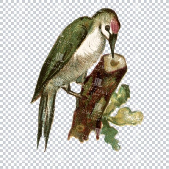 Vintage Hand Drawn PNG Illustration - Bird No.4