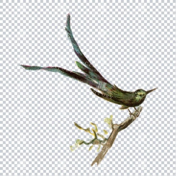 Vintage Hand Drawn PNG Illustration - Bird No.5
