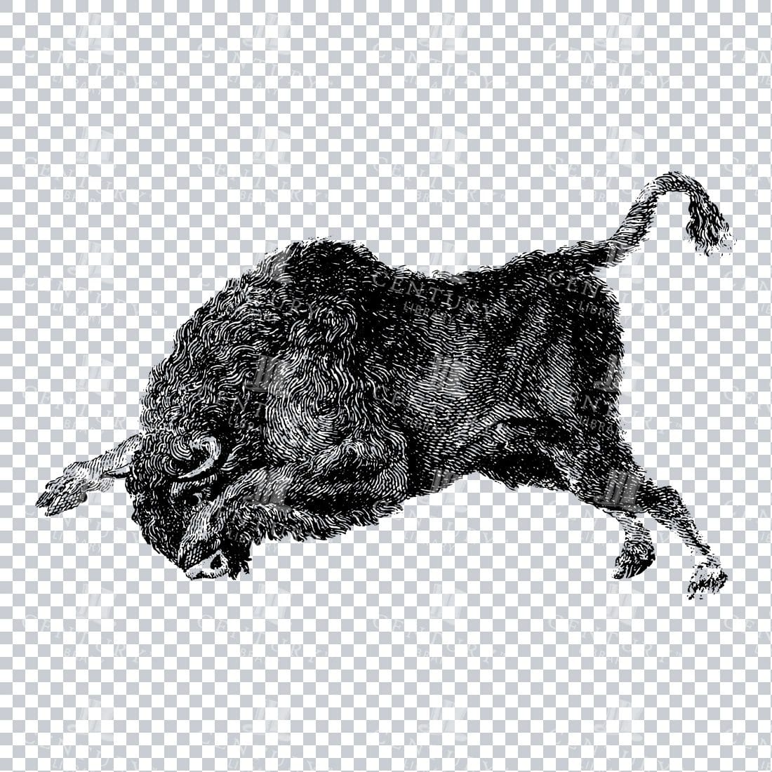 Vintage Line Art Illustration of a Wild Bison Charging