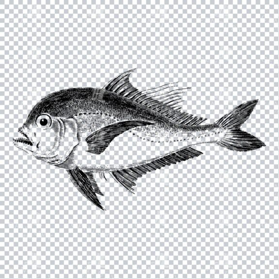 Vintage Line Art Illustration of a Black Foot Fish