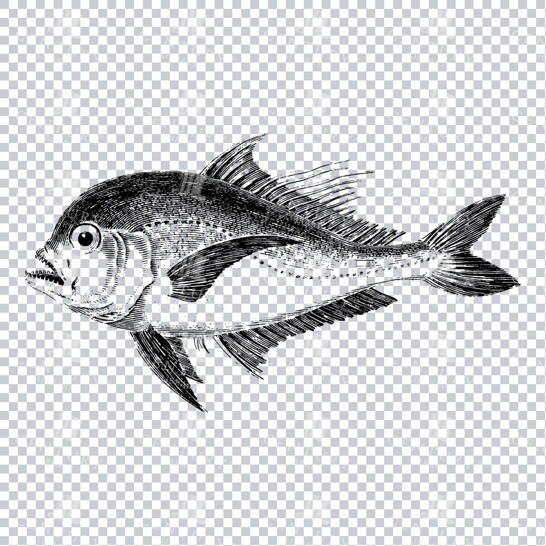 Vintage Line Art Illustration of a Black Foot Fish