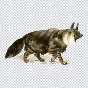 Old Full Color Illustration of a Black Fox