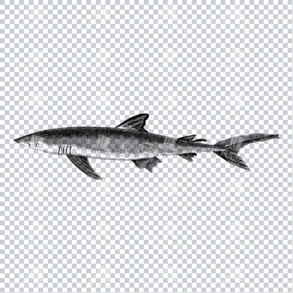 Vintage Line Art Illustration of a Black Shark