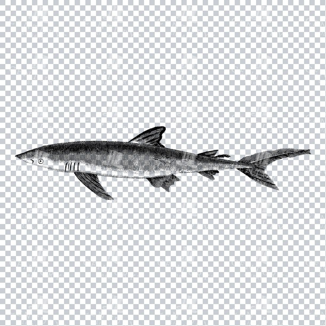 Vintage Line Art Illustration of a Black Shark