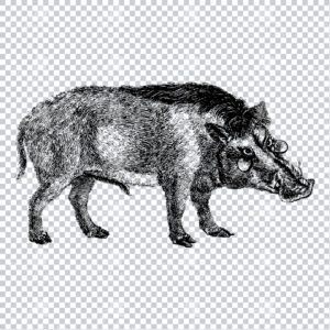 Vintage Line Art Illustration of a Wild Boar Pig