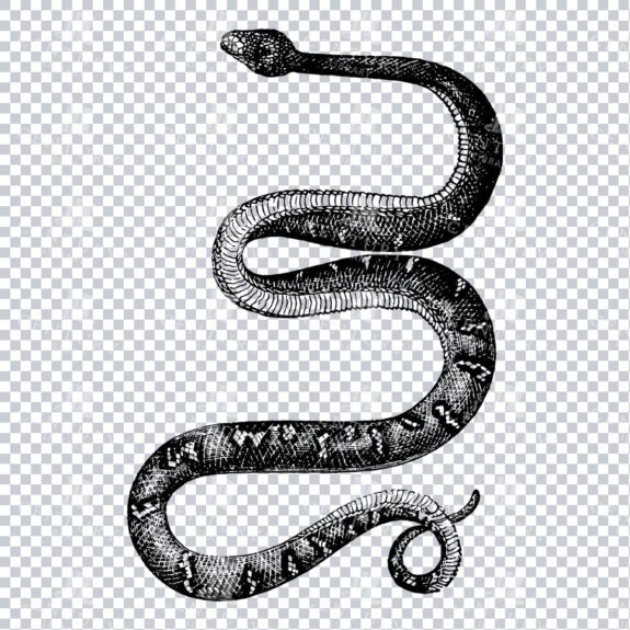Vintage Line Art Illustration of a Bojobi Snake