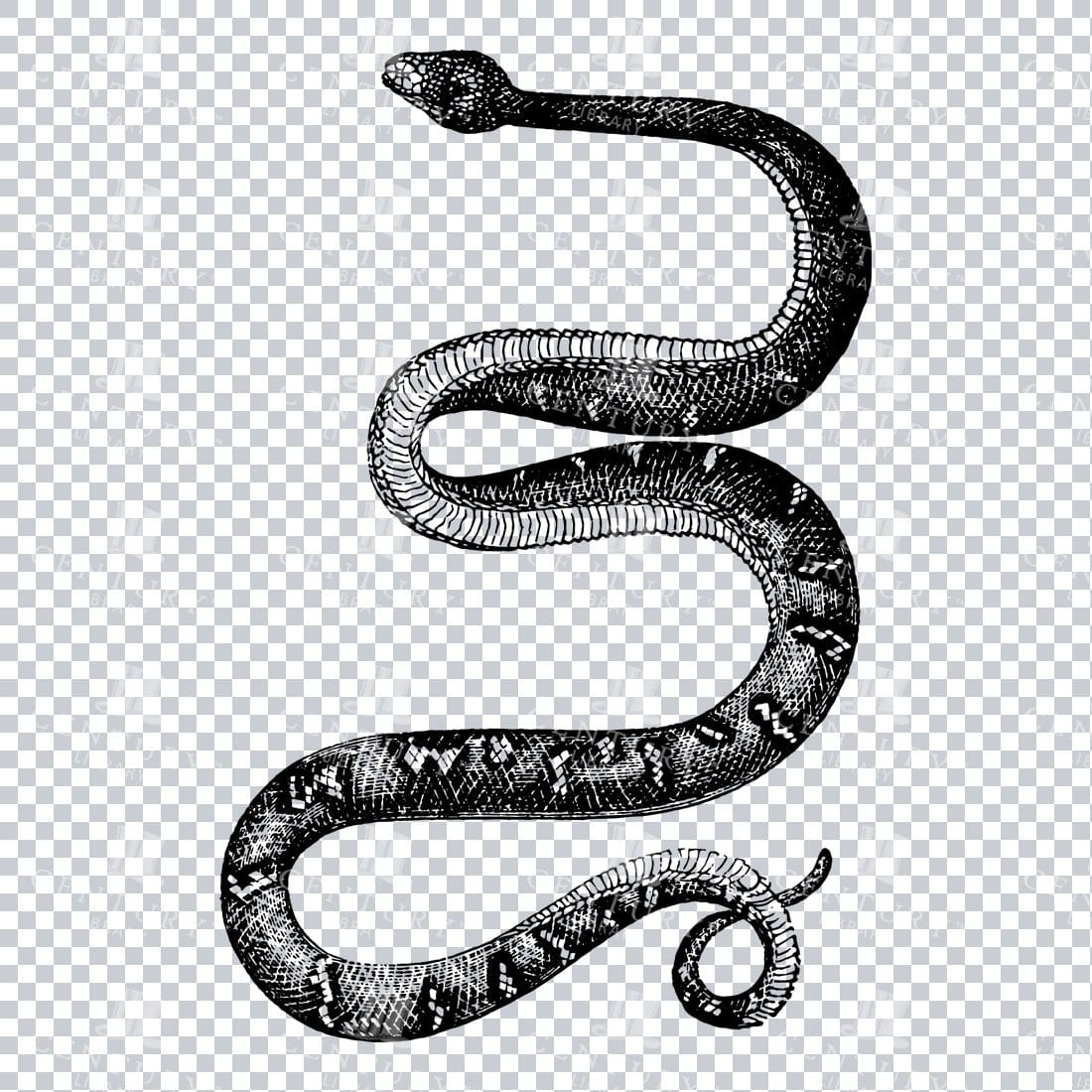 Vintage Line Art Illustration of a Bojobi Snake