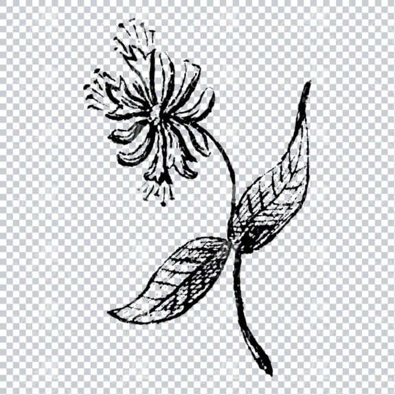Small Hand Drawn PNG Botanical Illustration - Flower / Leaf  No.1