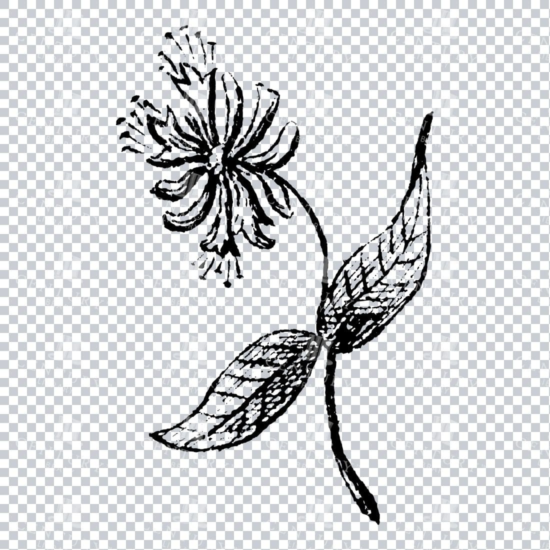 Small Hand Drawn PNG Botanical Illustration - Flower / Leaf  No.1