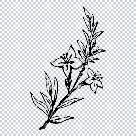 Small Hand Drawn PNG Botanical Illustration - Flower / Leaf  No.2