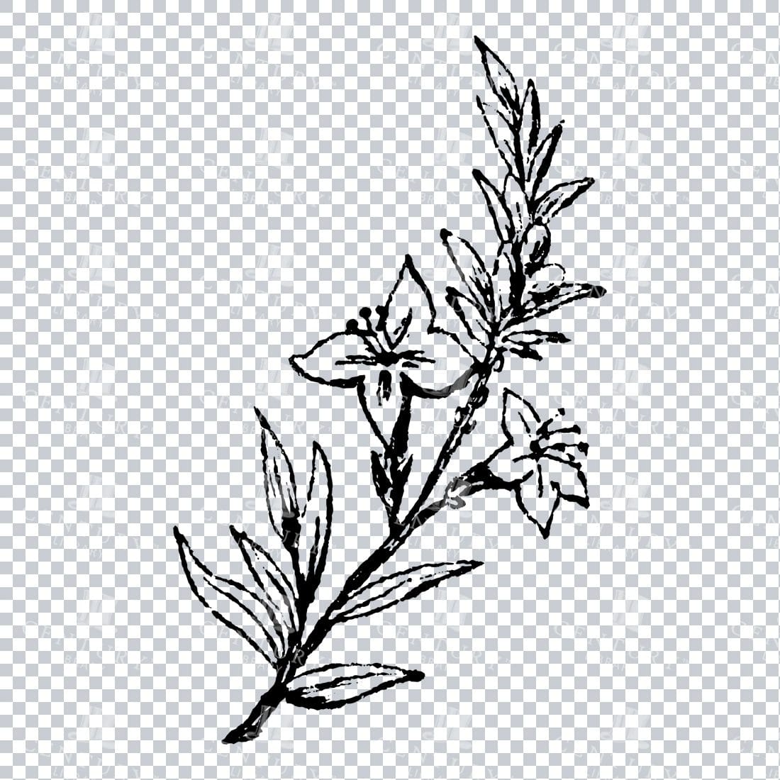 Small Hand Drawn PNG Botanical Illustration - Flower / Leaf  No.2