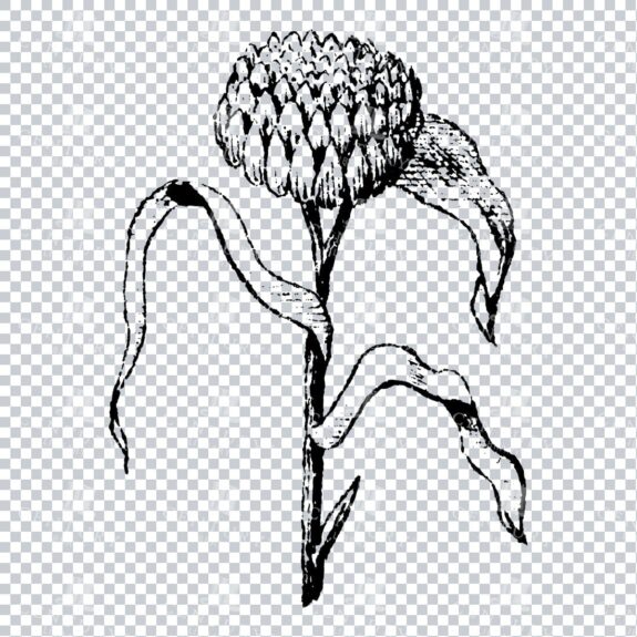 Small Hand Drawn PNG Botanical Illustration - Flower / Leaf  No.3