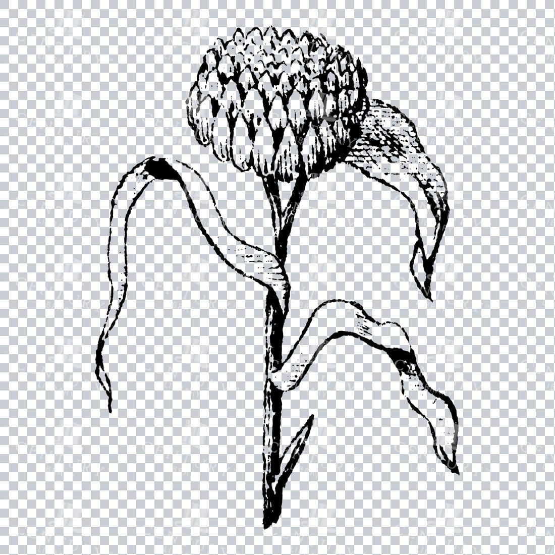 Small Hand Drawn PNG Botanical Illustration - Flower / Leaf  No.3