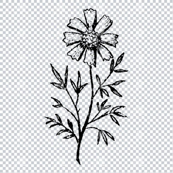Small Hand Drawn PNG Botanical Illustration - Flower / Leaf  No.4
