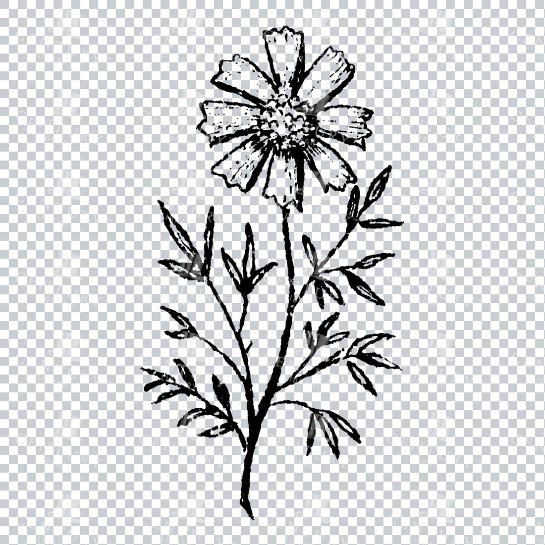 Small Hand Drawn PNG Botanical Illustration - Flower / Leaf  No.4