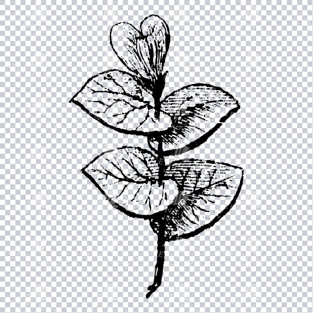 Small Hand Drawn PNG Botanical Illustration - Flower / Leaf  No.5