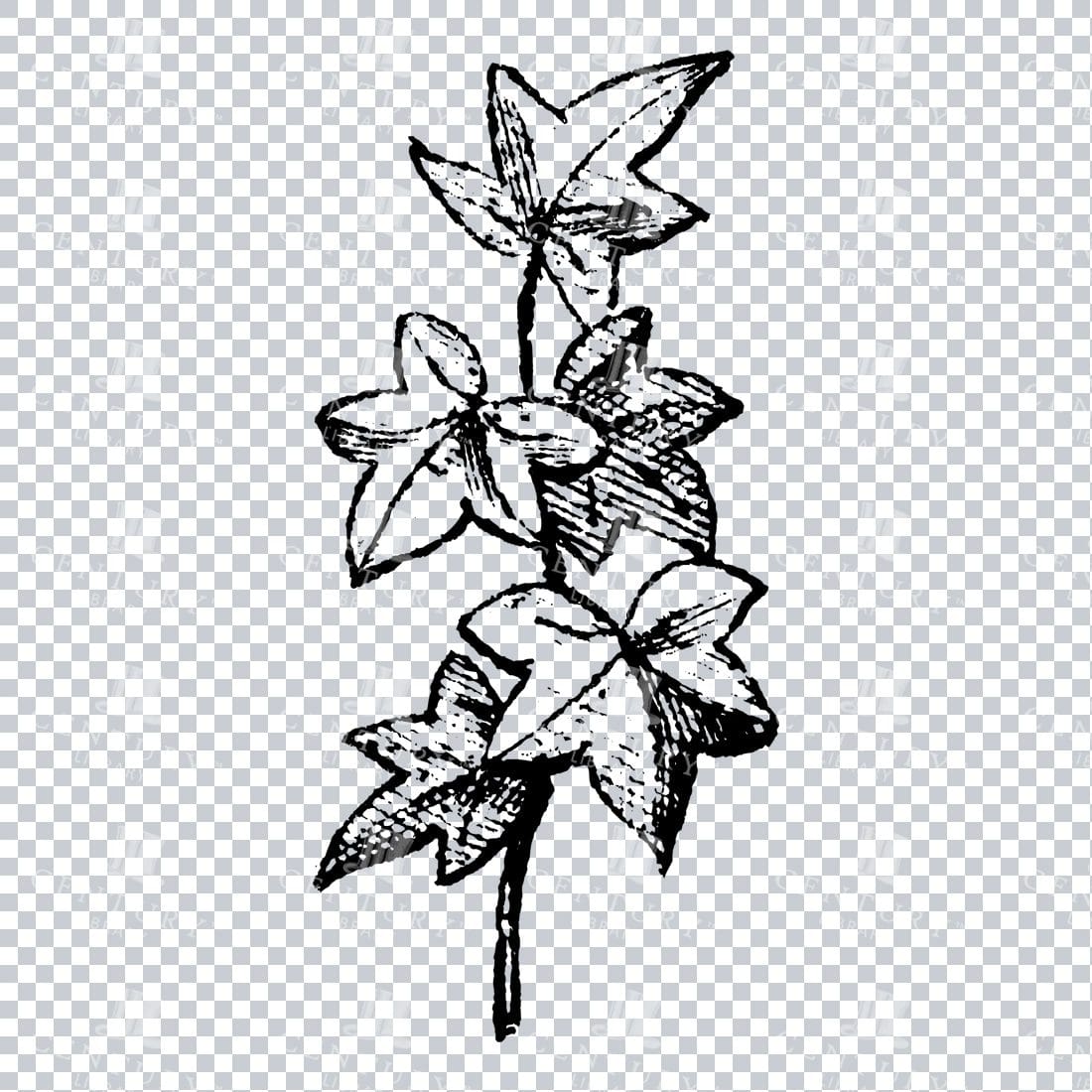 Small Hand Drawn PNG Botanical Illustration - Flower / Leaf  No.6