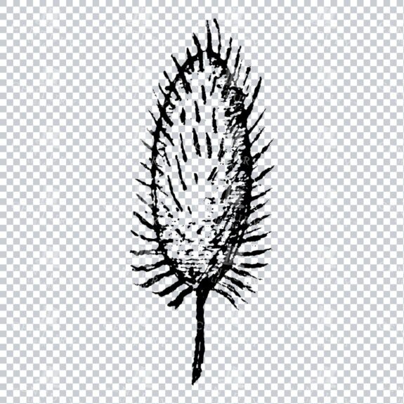 Small Hand Drawn PNG Botanical Illustration - Flower / Leaf  No.7