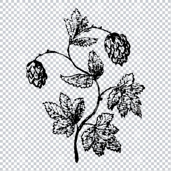 Small Hand Drawn PNG Botanical Illustration - Flower / Leaf  No.8