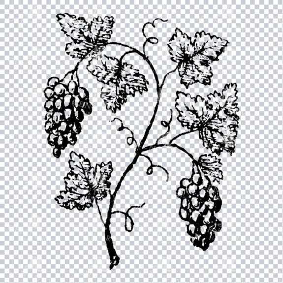 Small Hand Drawn PNG Botanical Illustration - Flower / Leaf  No.9