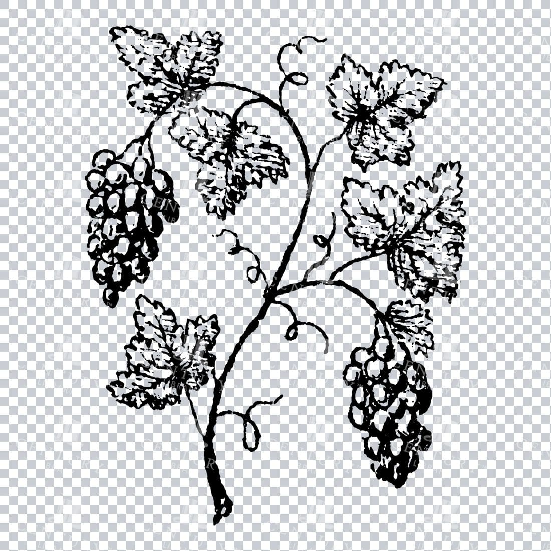 Small Hand Drawn PNG Botanical Illustration - Flower / Leaf  No.9
