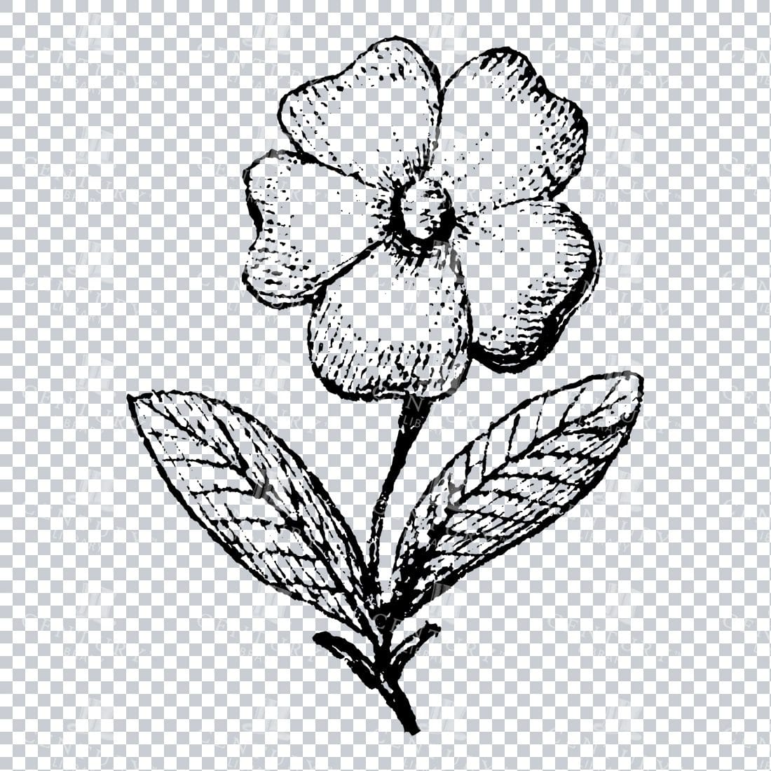Small Hand Drawn PNG Botanical Illustration - Flower / Leaf  No.10