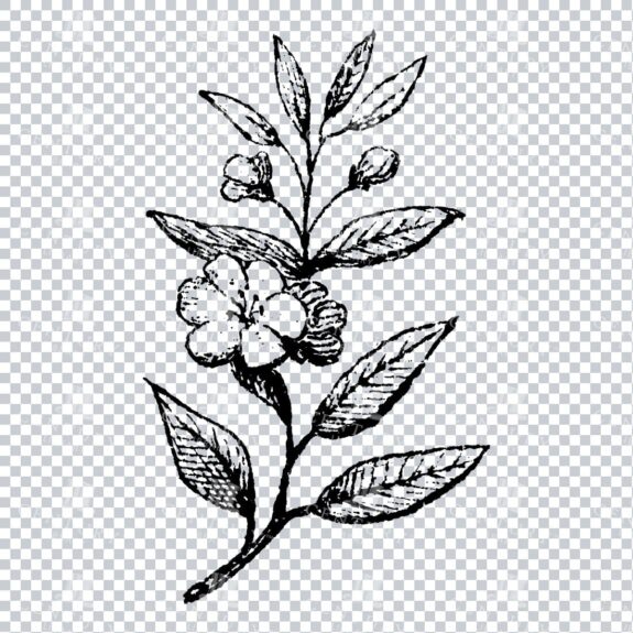 Small Hand Drawn PNG Botanical Illustration - Flower / Leaf  No.11