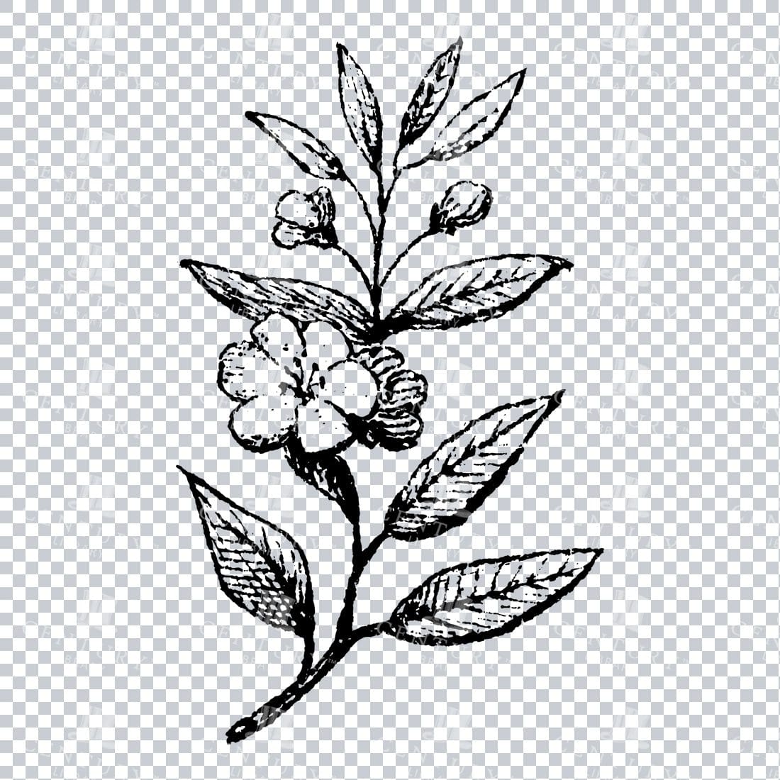 Small Hand Drawn PNG Botanical Illustration - Flower / Leaf  No.11