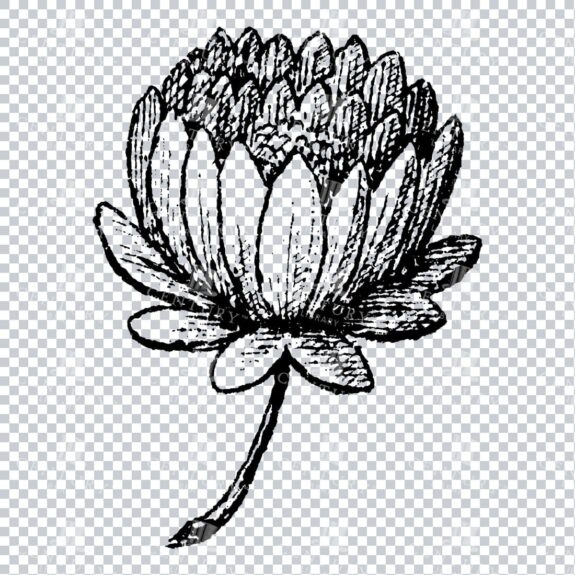 Small Hand Drawn PNG Botanical Illustration - Flower / Leaf  No.12