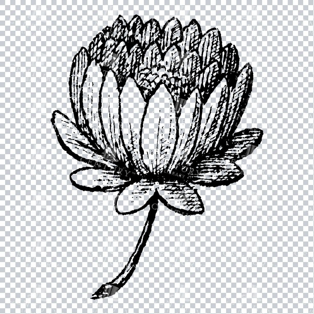 Small Hand Drawn PNG Botanical Illustration - Flower / Leaf  No.12